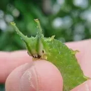 ぶっちの画像