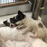 ぱぴぷ＊セット割しますの画像