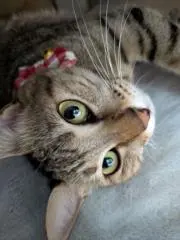 ちゃまの画像
