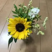 yoyoの画像