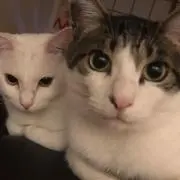 ミケネコ