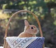 Niiの画像