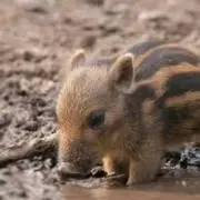 jgの画像