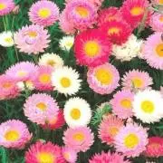 Flowerの画像