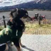 ななぽるの画像