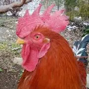 Kの画像