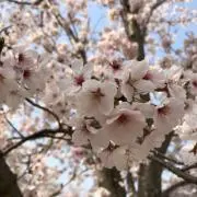吉☆プロフ必読