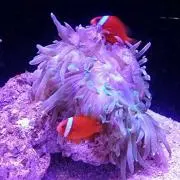 ぴこりーた！
