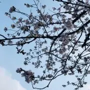 まみ