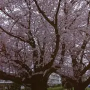 ゆきねぇ❤️プロフご覧くださいの画像