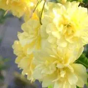 まぁ