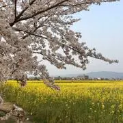 ゆ.の画像