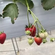 にんの画像