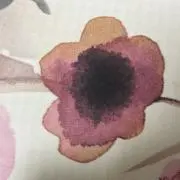 ねこはの画像