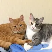 P&Chibiの画像