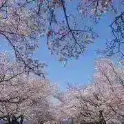 shiro chanの画像