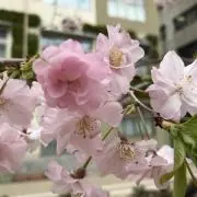 のんの画像