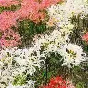 ainko3の画像