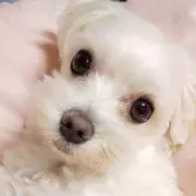 くるくる
