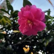 Image of Oli❁⃘*断捨離中