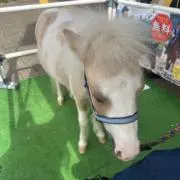 こちゃん