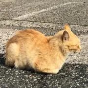 やっちの画像