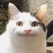 猫主