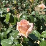 mymero ⭐︎の画像