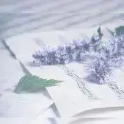 saの画像