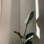 nの画像