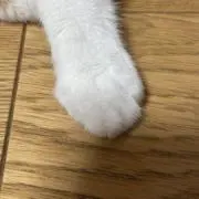 みみづ ▷▶︎の画像