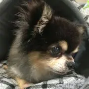 towaの画像