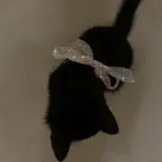 もるの画像