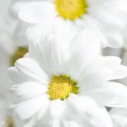 ❁shiro❁の画像