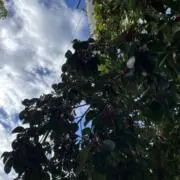 meiの画像