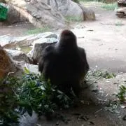 【美品多め、即購入可です！】monkeyの画像