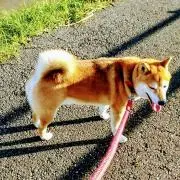 yuranの画像