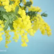 うめ