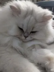 テンさんの画像