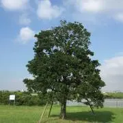 じゃんの画像