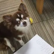 クロエ
