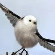 えなが