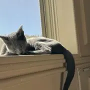 ぱの画像