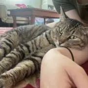 猫さん