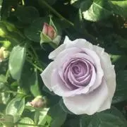 めぐの画像