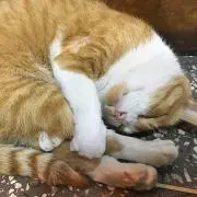 かっぱの画像