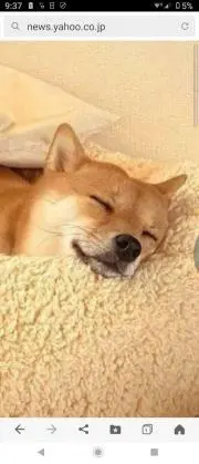 うさぱんの画像