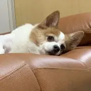 しょぉ〜へ〜の画像