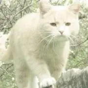 れいの画像