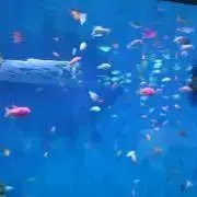 れるの画像